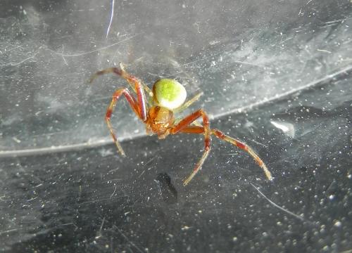 Réf. 150 605 : Ebrechtella tricuspidata