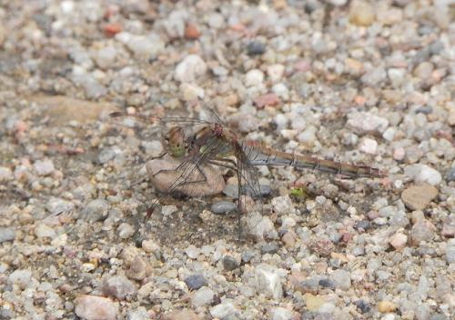 Sympetrum striolatum