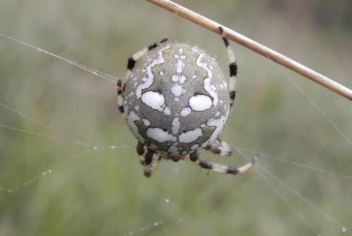 Araneus quadratus