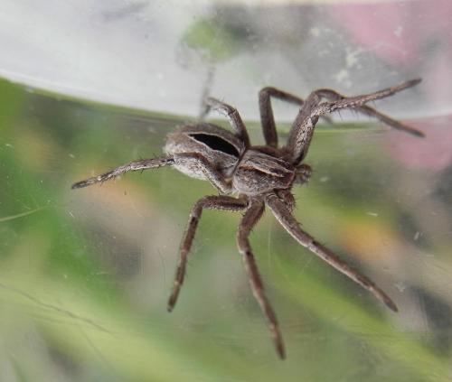 Thanatus sp.