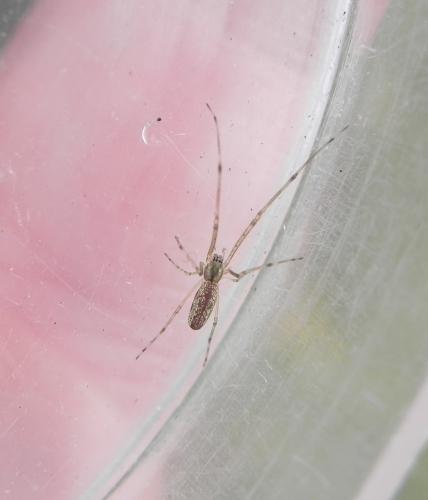 Tetragnatha sp.