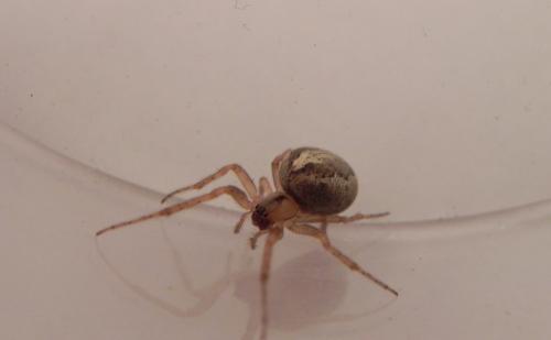Zygiella x-notata
