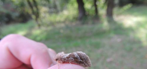 Triodia sylvina