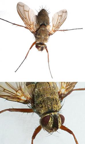 Réf. 150 463 : Dexia rustica