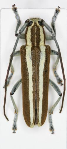 Saperda candida