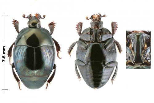 Réf. 150 252 : Saprinus splendens