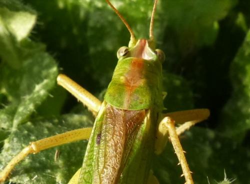Tettigonia viridissima