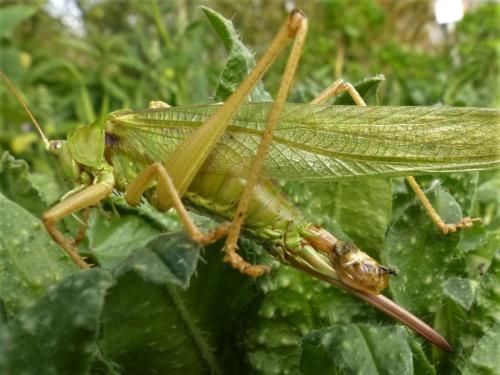 Tettigonia viridissima