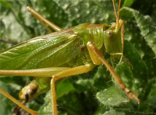 Tettigonia viridissima