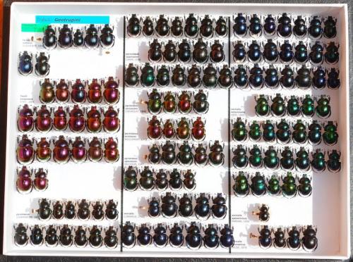 Réf. 150 473 : Trypocopris pyrenaeus