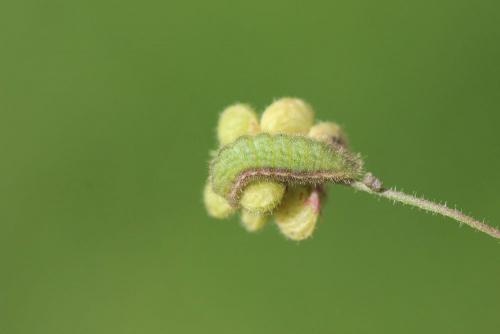 Réf. 150 900 : Aricia agestis