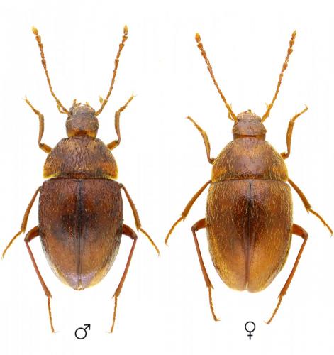 Réf. 150 419 : Speodiaetus galloprovincialis