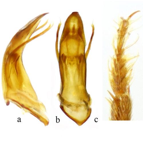 Réf. 150 420 : Speodiaetus galloprovincialis