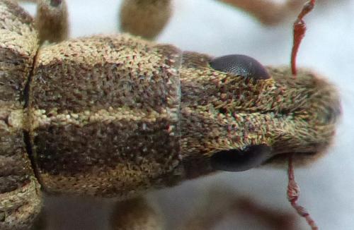 Sitona humeralis