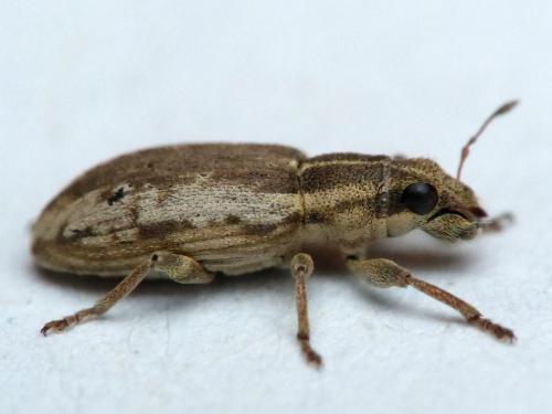 Sitona humeralis