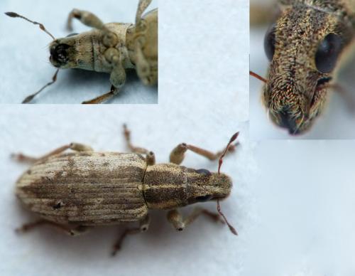 Sitona humeralis