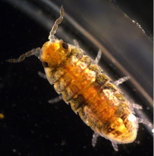 Tylos europaeus