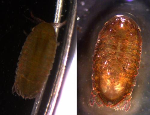 Réf. 150 936 : Dynamene bidentata