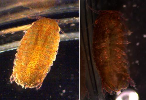 Réf. 150 972 : Dynamene bidentata
