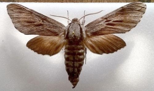 Réf. 150 161 : Sphinx pinastri