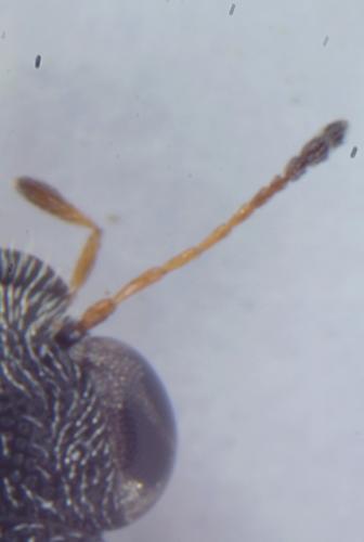 Stenus tarsalis
