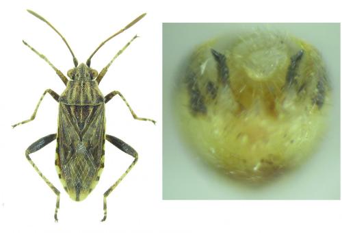 Stictopleurus sp.