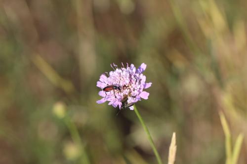 Stenurella melanura