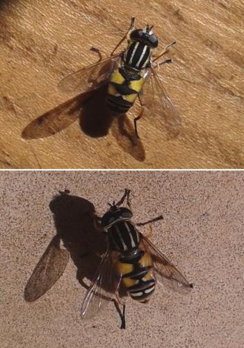 Réf. 150 596 : Helophilus pendulus