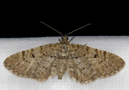 Réf. 150 023 : Eupithecia intricata