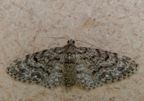 Réf. 150 133 : Eupithecia tantillaria