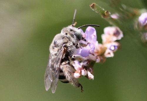 Réf. 150 578 : Tetraloniella nana