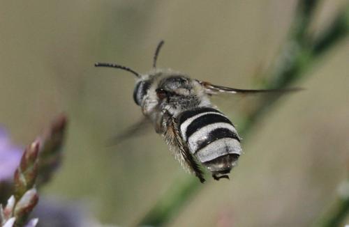 Réf. 150 579 : Tetraloniella nana