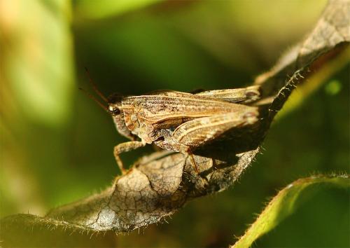 Tetrix sp.