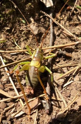 Réf. 150 764 : Antaxius sorrezensis