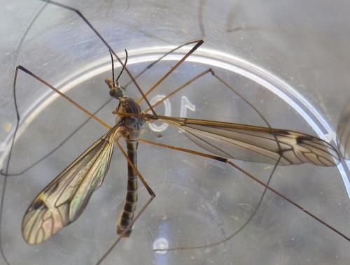 Réf. 150 268 : Tipula lateralis