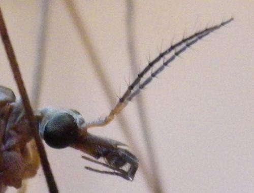 Réf. 150 030 : Tipula oleracea