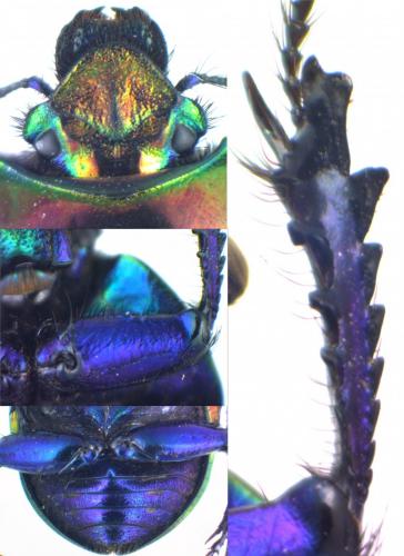 Réf. 150 469 : Trypocopris pyrenaeus