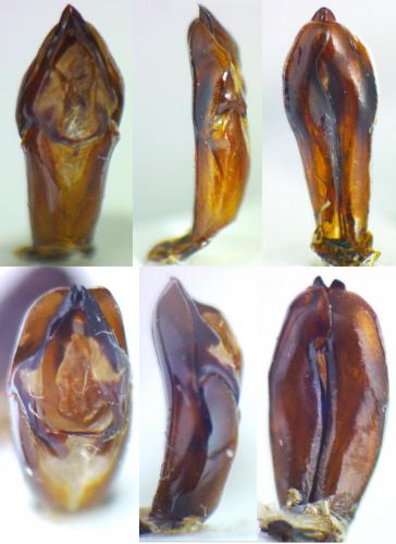 Trypocopris divers