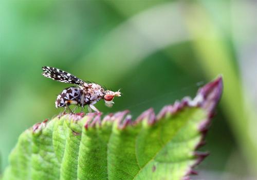 Réf. 150 442 : Trypetoptera punctulata
