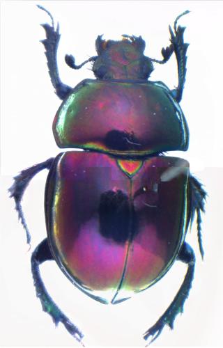 Réf. 150 800 : Trypocopris sp.