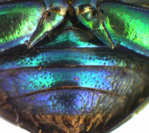 Réf. 150 831 : Trypocopris sp.