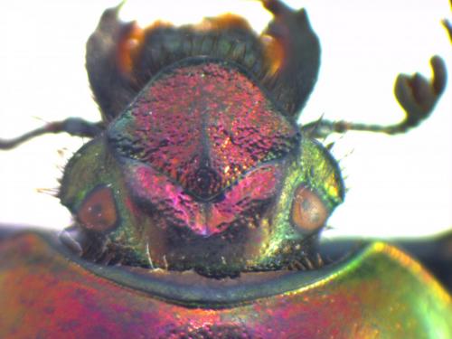 Trypocopris sp.