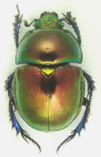 Réf. 150 465 : Trypocopris pyrenaeus