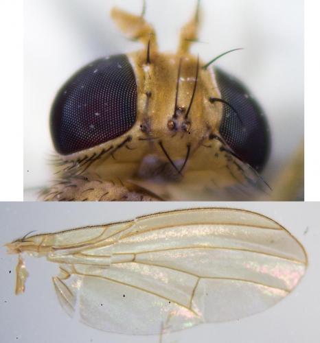 Sapromyza sp.
