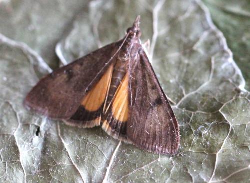 Uresiphita gilvata
