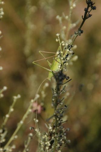 Tylopsis lilifolia