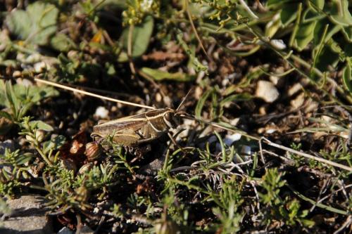 Réf. 150 056 : Calliptamus sp.