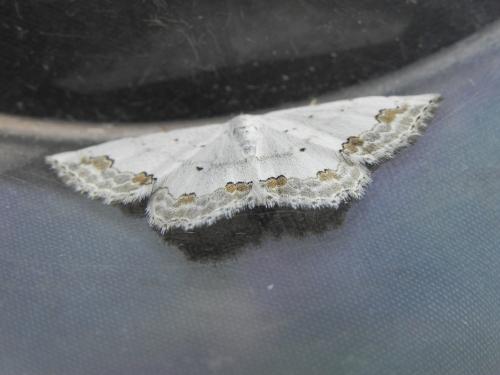 Réf. 150 219 : Scopula ornata