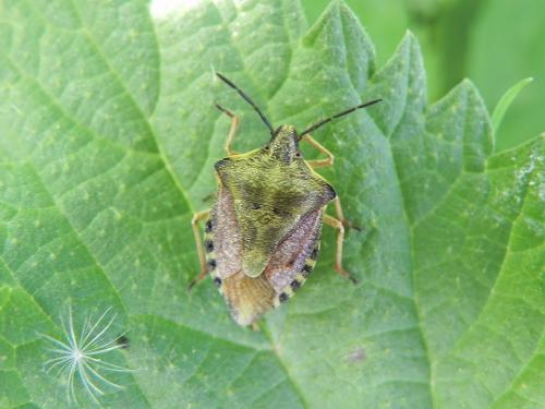 Carpocoris purpureipennis