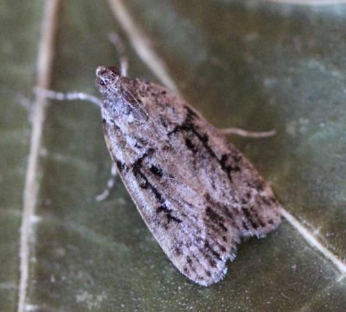 Anarpia incertalis